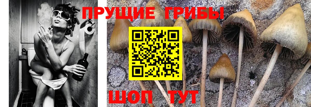 как найти закладки  Вход с VPN  Солнечногорск  Псилоцибиновые грибы мухоморы 